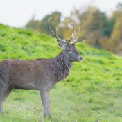 brown deer on green grass field during daytime